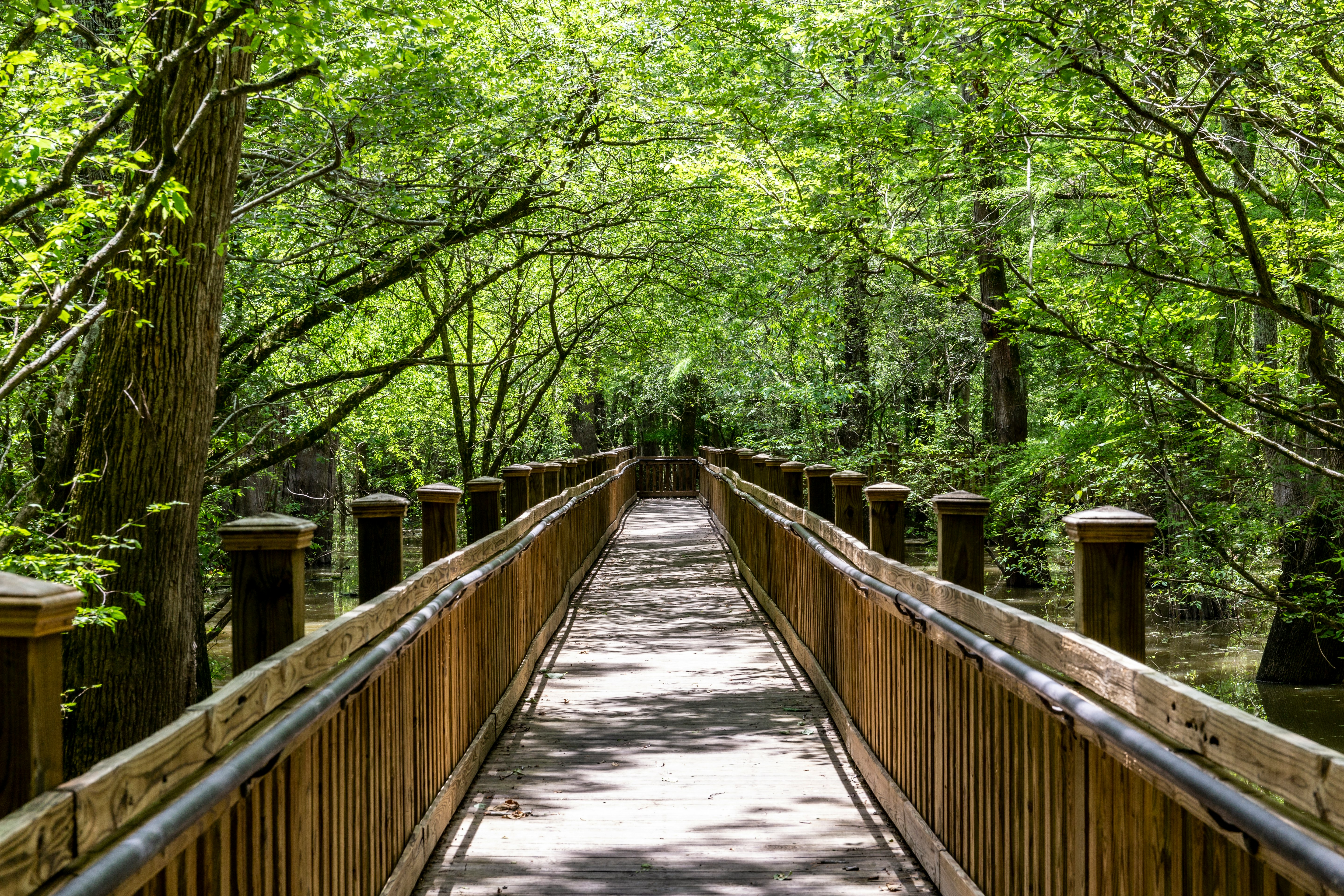 brown wooden bridge in the middle of green trees